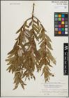 Foto von Salix triandra L.